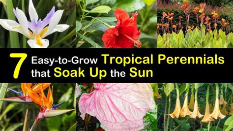 7 Easy-to-Grow Tropical Perennials that Soak Up the Sun