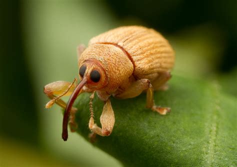 Acorn Weevil - Lignyodes helvolus | Eric Gofreed | Flickr