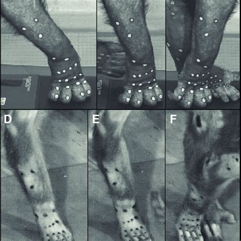 (PDF) The biomechanics of knuckle-walking: 3-D kinematics of the ...