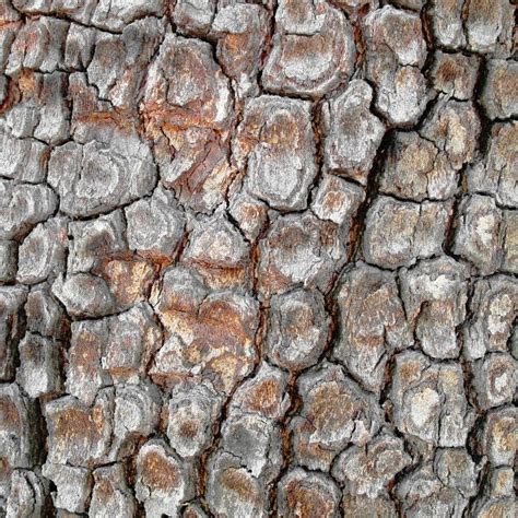 Sycamore bark stock photo. Image of outdoor, aged, surface - 14222866