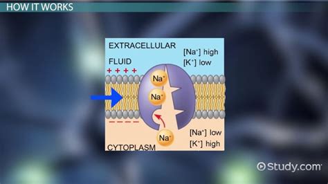 Sodium Potassium Pump | Definition, Function & Importance - Lesson ...