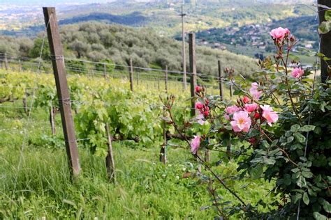 Amarone della Val Pollicella – Answering Your Questions About This Stunning Italian Red Wine ...