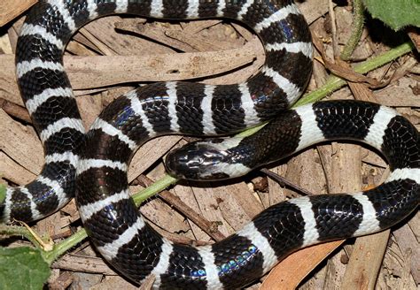 Many banded krait - Alchetron, The Free Social Encyclopedia