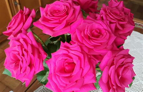 Stunning cerise pink roses! I was so blessed with these!