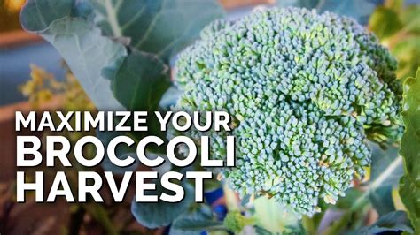 How And When To Harvest Broccoli In 2024 - A Nest With A Yard