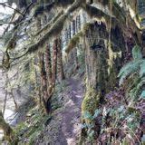 Gales Creek Trail, Oregon - 240 Reviews, Map | AllTrails