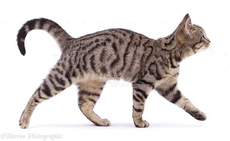 Cats walk with a pacing gait...they move both legs on one side in unison. This is a rare gait ...