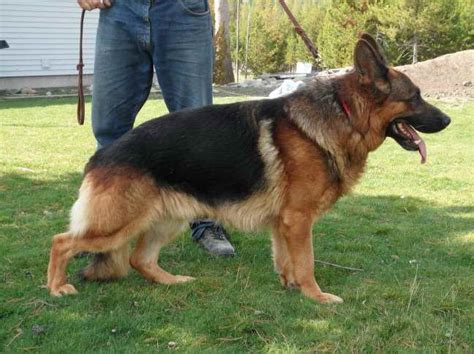 German Shepherd Police Dog For Sale | PETSIDI