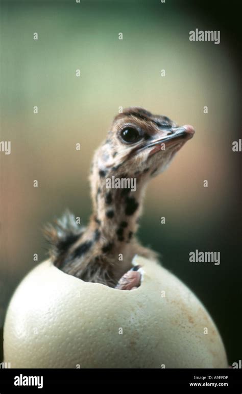 Ostrich egg hatch hi-res stock photography and images - Alamy