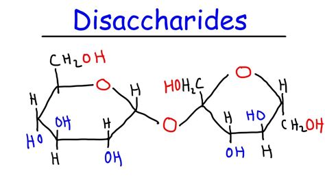 Disaccharides - Sucrose, Maltose, Lactose - Carbohydrates - YouTube