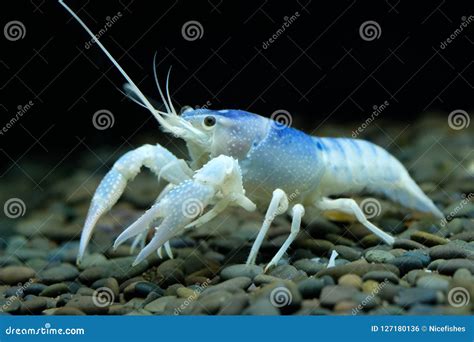 Crayfish Procambarus Clarkii Ghost in the Aquarium Stock Photo - Image ...