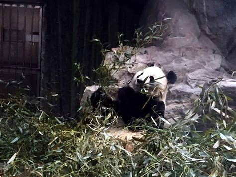 Pandas at the Beijing Zoo - Travelgal Nicole