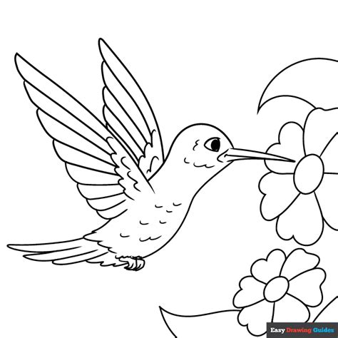 Hummingbird Coloring Pages Printable