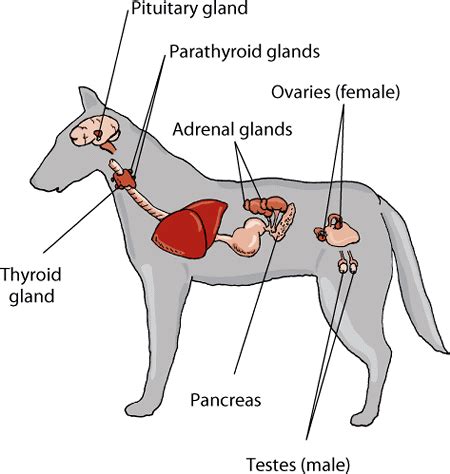 Endocrine system of dog | Dog anatomy, Vet medicine, Vet tech student