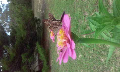 Zinnia with butterfly - Planters Place