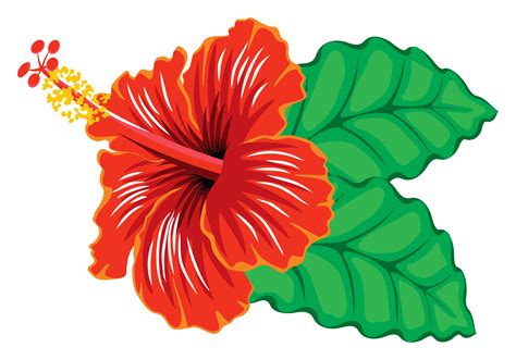 Red hibiscus clipart 20 free Cliparts | Download images on Clipground 2024