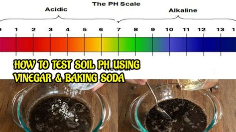 HOW TO TEST SOIL PH IN THE MOST CHEAPEST & ACCURATE WAY AT HOME USING ...