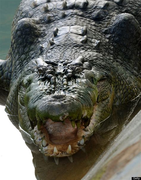 World's Largest Captive Crocodile Lolong Dies In Philippines