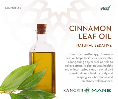 A guide to learn more about spice oils -Cinnamon Leaf Essential Oil Cinnamon has shiny green ...