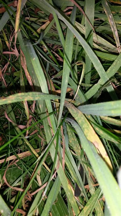 grass close up | Plants, Grass, Rural