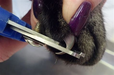 Pawsitively Cats: How to Trim Your Cat's Nails