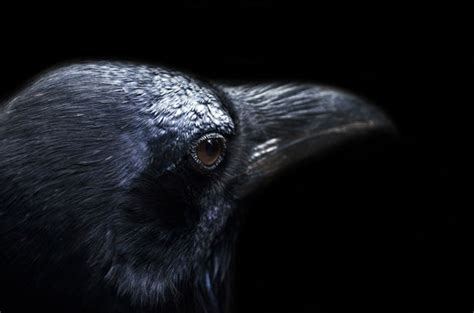 Raven Free Stock Photo - Public Domain Pictures