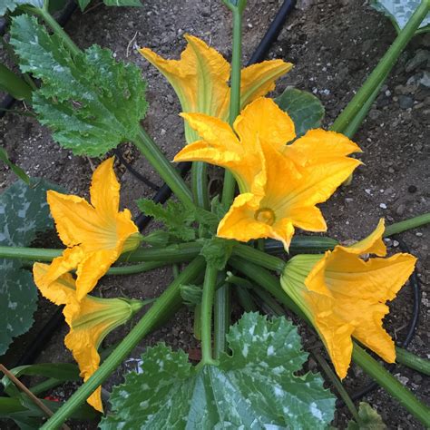 My California Garden in Zone 23: Zucchini Flowers Trumpeting Their Presence