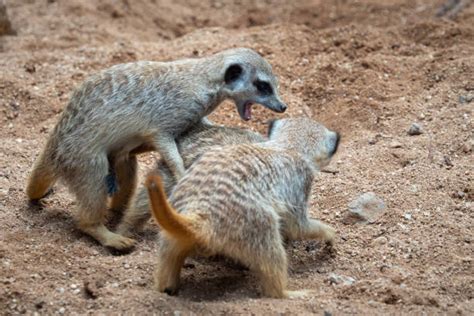 120+ Meerkat Fight Stock Photos, Pictures & Royalty-Free Images - iStock