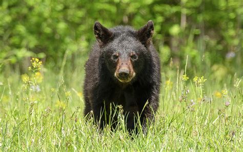 Cades Cove Black Bear Cub Photograph by Julie Barrick | Pixels