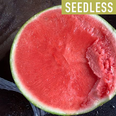 Watermelon Seeds - Seedless 8424 | Golovethis®