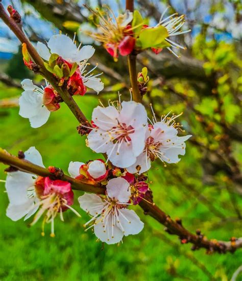 Identifying fruit trees by their flowers – Grow Great Fruit