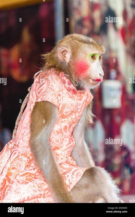 Monkey Circus High Resolution Stock Photography and Images - Alamy