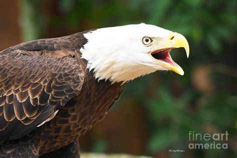 Eagle Screech Photograph by William Bosley - Pixels