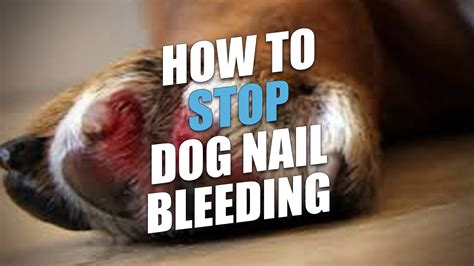 How to Stop A Dogs Nail Bleeding in a Jiffy - Petsmartgo