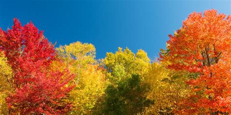 The Trees with the Most Vibrant Fall Leaf Colors