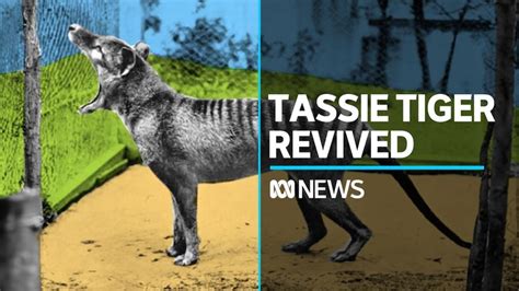 Should we revive the extinct Tasmanian Tiger? - ABC News