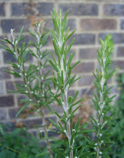 How To Grow And Care For Rosemary Plants | Gardening Know How