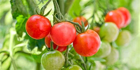 Monta tu propio huerto ecológico de tomates cherry en casa | Twenergy