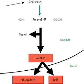 Synthesis and secretion of B-type natriuretic peptide. (adapted from... | Download Scientific ...