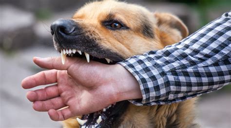 Animal Bite Lawsuit Funding, Legal and Pre Settlement Funding for Dog Bite, Animal Bite Attack ...