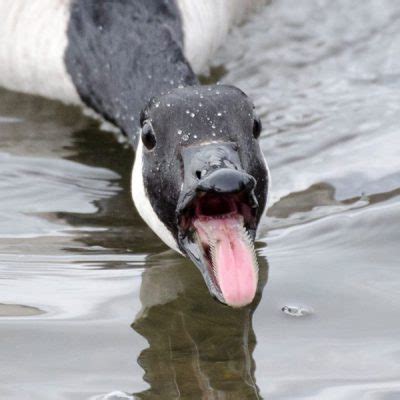 A Serrated Tongue | Outside My Window