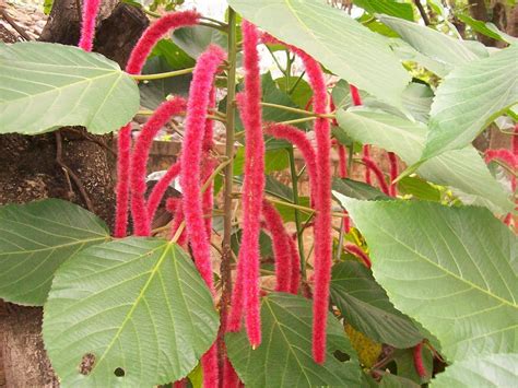 PlantWerkz: Red Cat's Tail - Acalypha Reptans