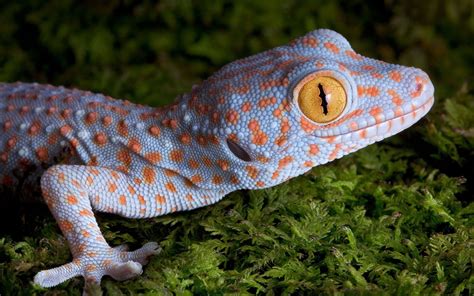 Tokay geckos were introduced in Texas, Belize, Hawaii, Florida, and several other Caribbean ...