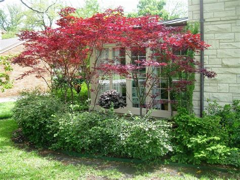 Deer Resistant Dwarf Trees For Landscaping — Randolph Indoor and ...