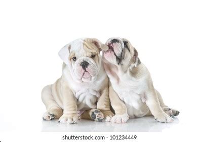 Cute English Bulldog Puppies Playing Isolated Stock Photo 101234449 ...