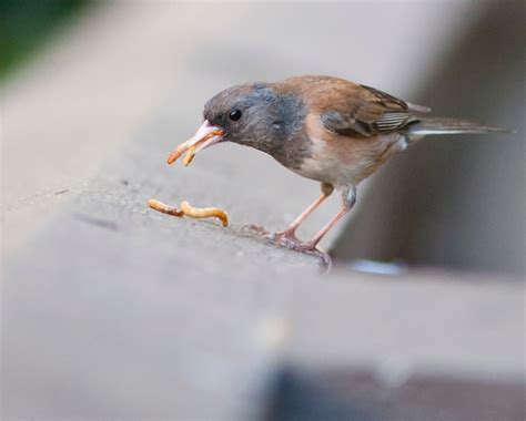 Junco neighbors | Tough Little Birds