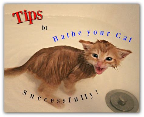 Tips to Bathe your Cat Successfully! | KiKi Talks Paws | Cat training, Kitten care, Cats