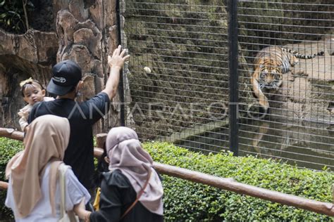 KEBUN BINATANG BANDUNG DIBUKA KEMBALI | ANTARA Foto