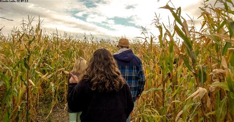 How to Successfully Escape from a Corn Maze