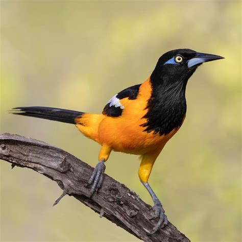 Venezuelan Troupial (Icterus icterus) The Venezuelan troupial is the ...